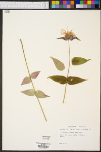 Monarda bradburiana image