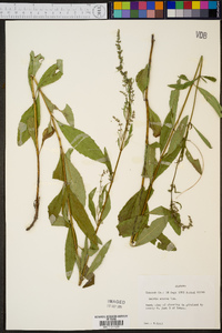 Salvia azurea image