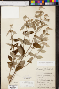 Pycnanthemum curvipes image