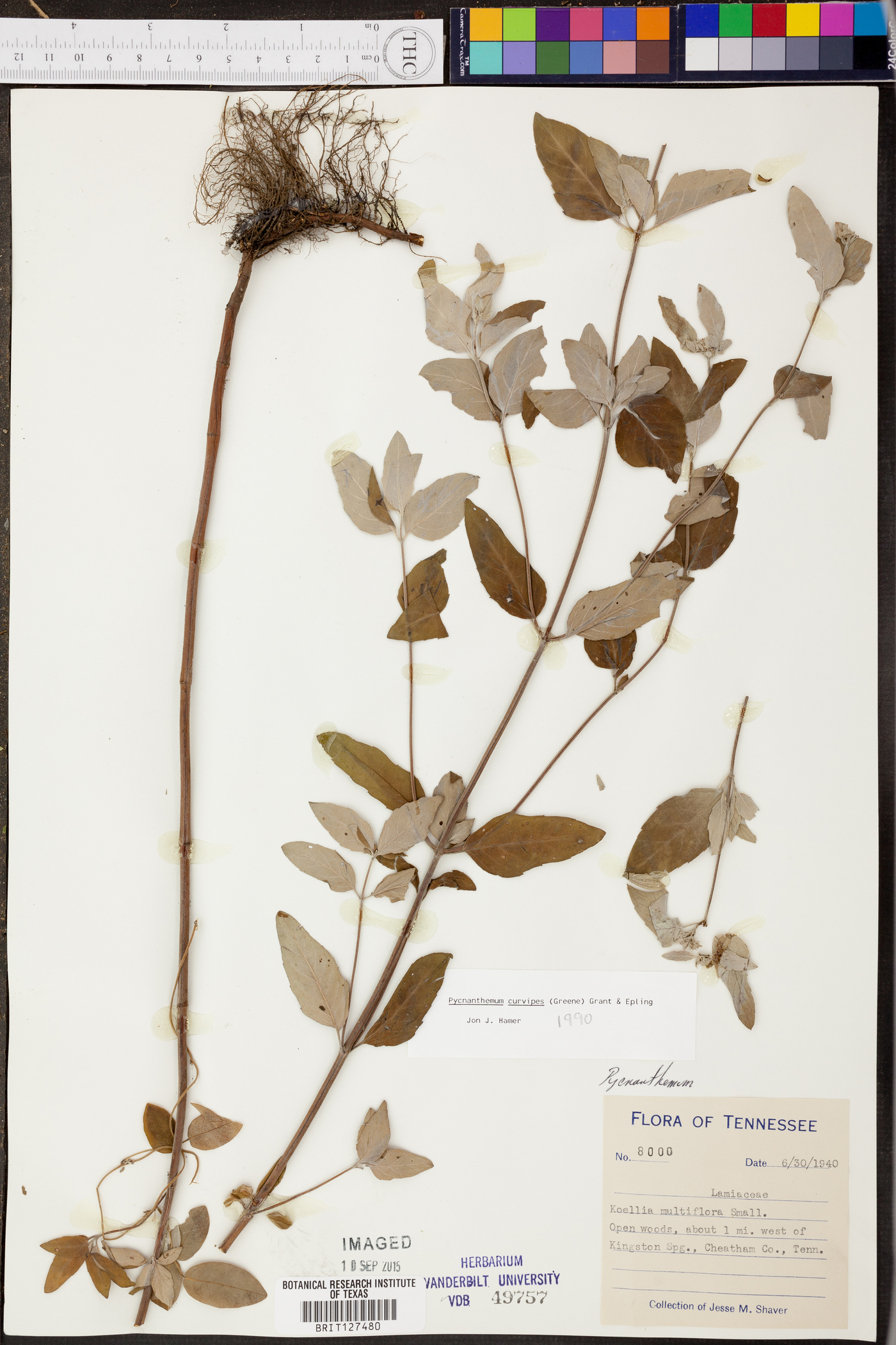 Pycnanthemum curvipes image