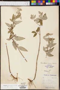 Pycnanthemum curvipes image