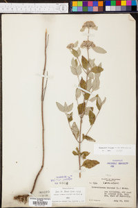 Pycnanthemum incanum image