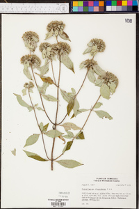 Pycnanthemum × clinopodioides image