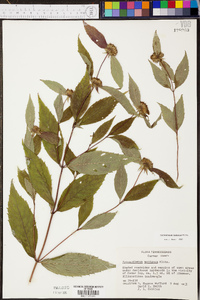 Pycnanthemum montanum image