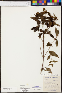 Pycnanthemum montanum image