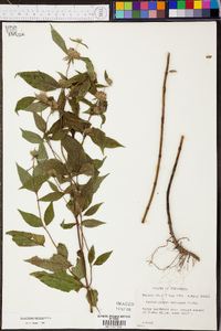 Pycnanthemum montanum image