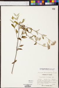 Pycnanthemum floridanum image