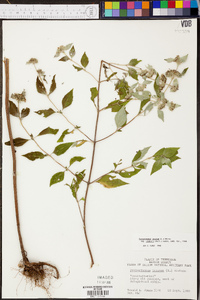 Pycnanthemum incanum image