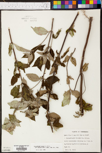 Pycnanthemum loomisii image