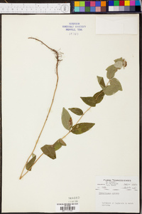 Pycnanthemum muticum image