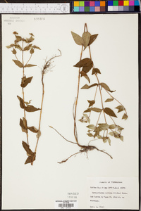 Pycnanthemum muticum image