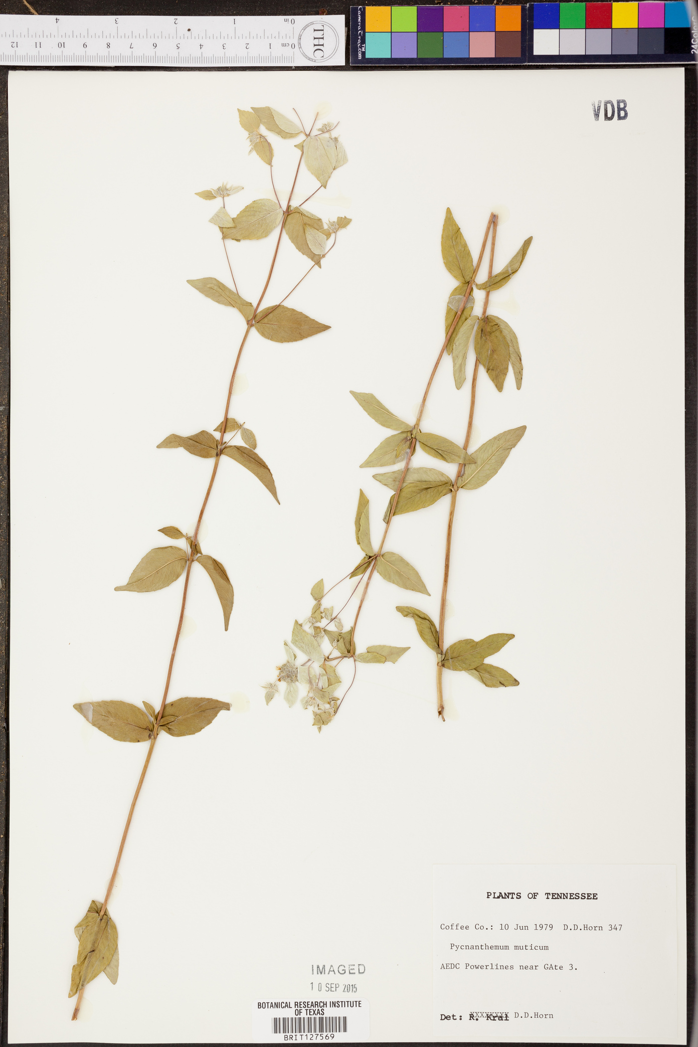 Pycnanthemum muticum image