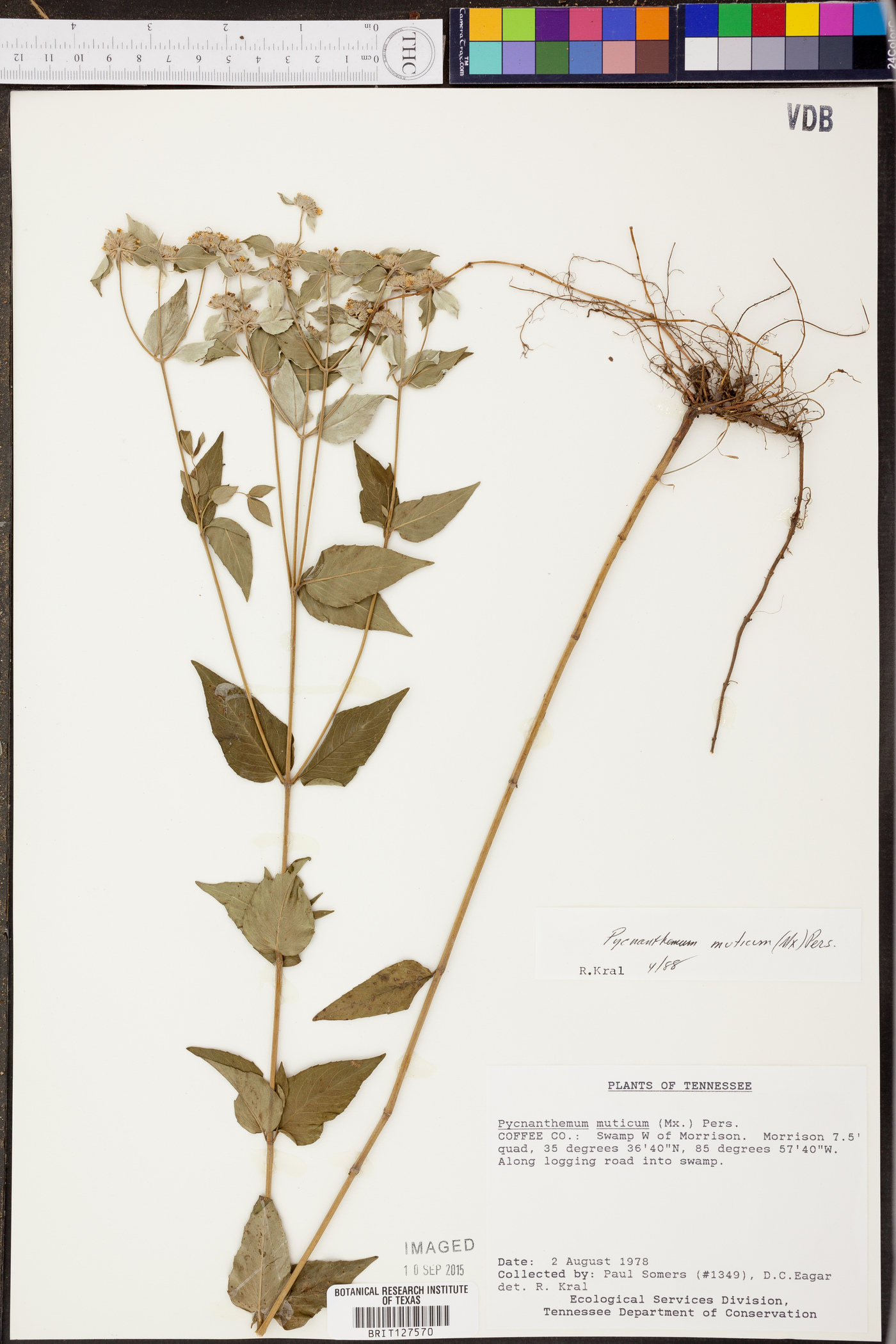 Pycnanthemum muticum image