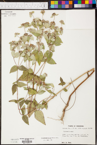 Pycnanthemum muticum image