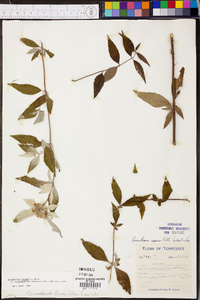 Pycnanthemum incanum image