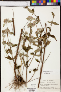 Pycnanthemum pycnanthemoides image