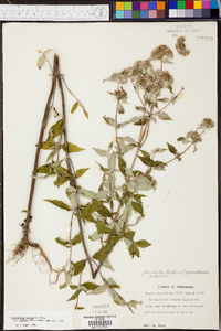 Pycnanthemum incanum image