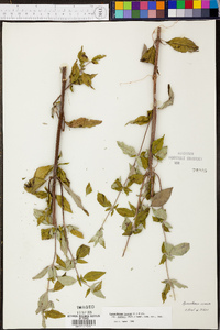 Pycnanthemum incanum image