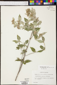 Pycnanthemum incanum image