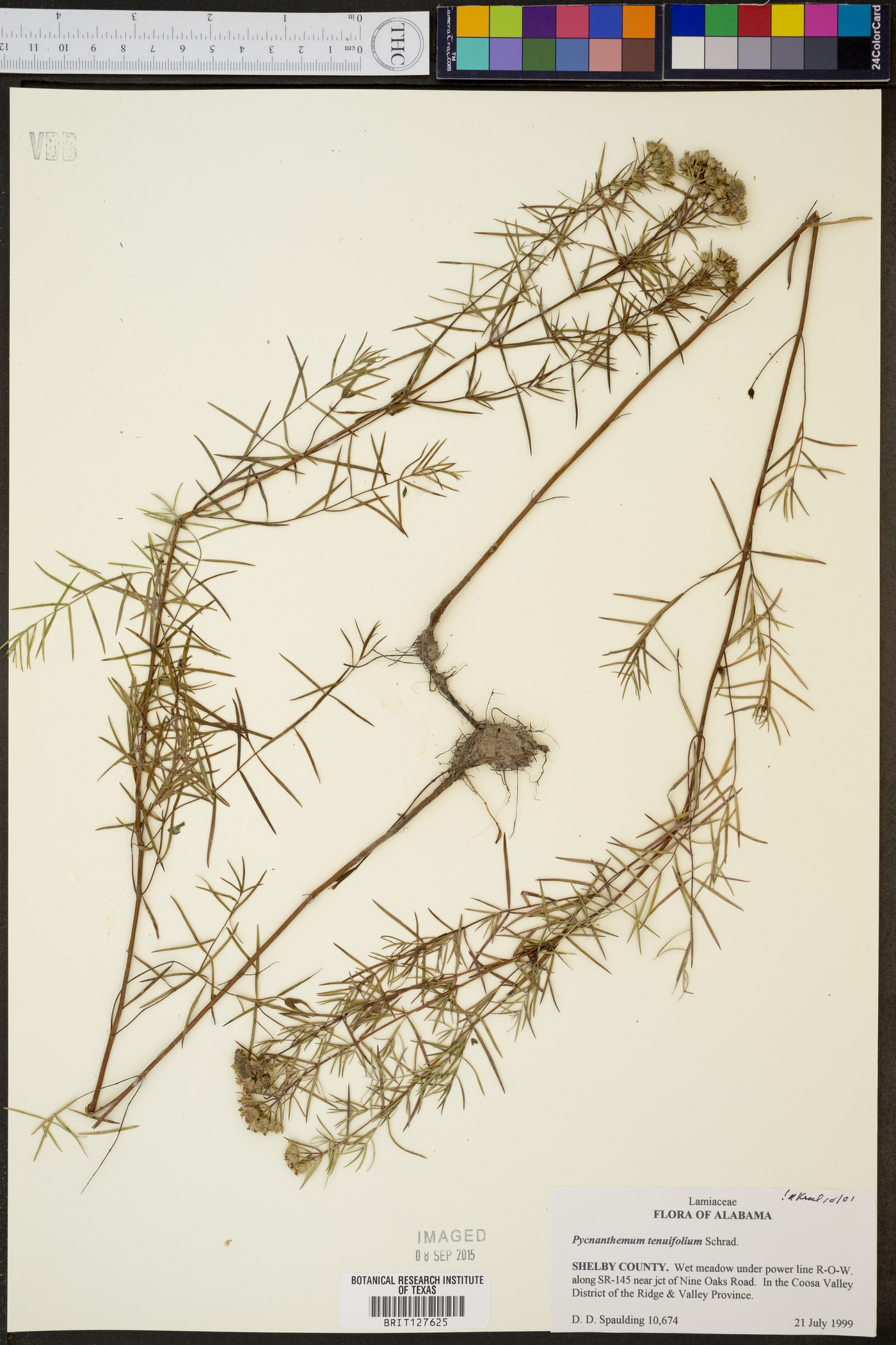 Hypericum brasiliense image