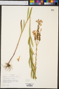 Physostegia virginiana image