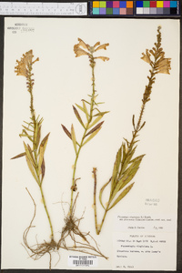 Physostegia virginiana image