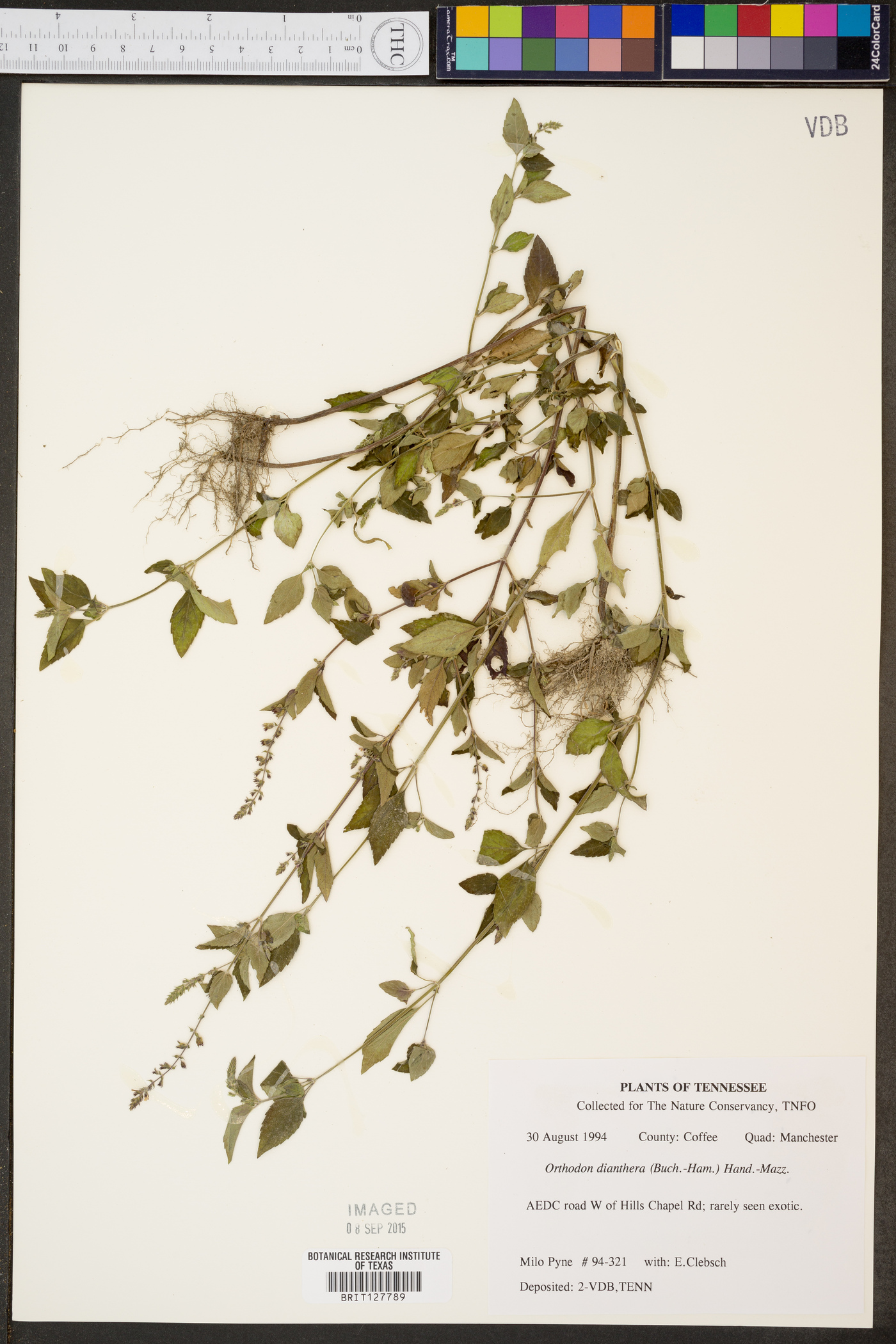 Orthodon dianthera image