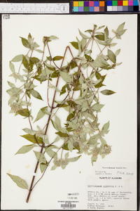 Pycnanthemum loomisii image