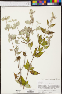 Pycnanthemum incanum image