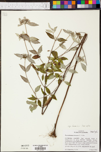 Pycnanthemum incanum image