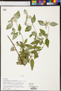 Pycnanthemum pycnanthemoides image