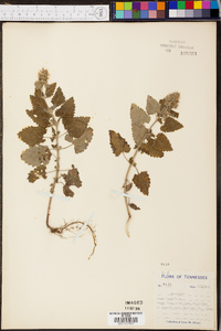 Nepeta cataria image