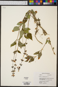 Salvia urticifolia image