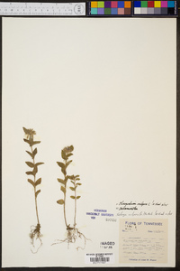 Clinopodium vulgare image