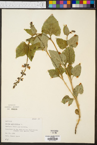 Salvia urticifolia image