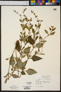 Salvia urticifolia image