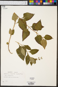 Salvia urticifolia image