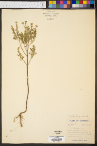 Salvia lanceolata image