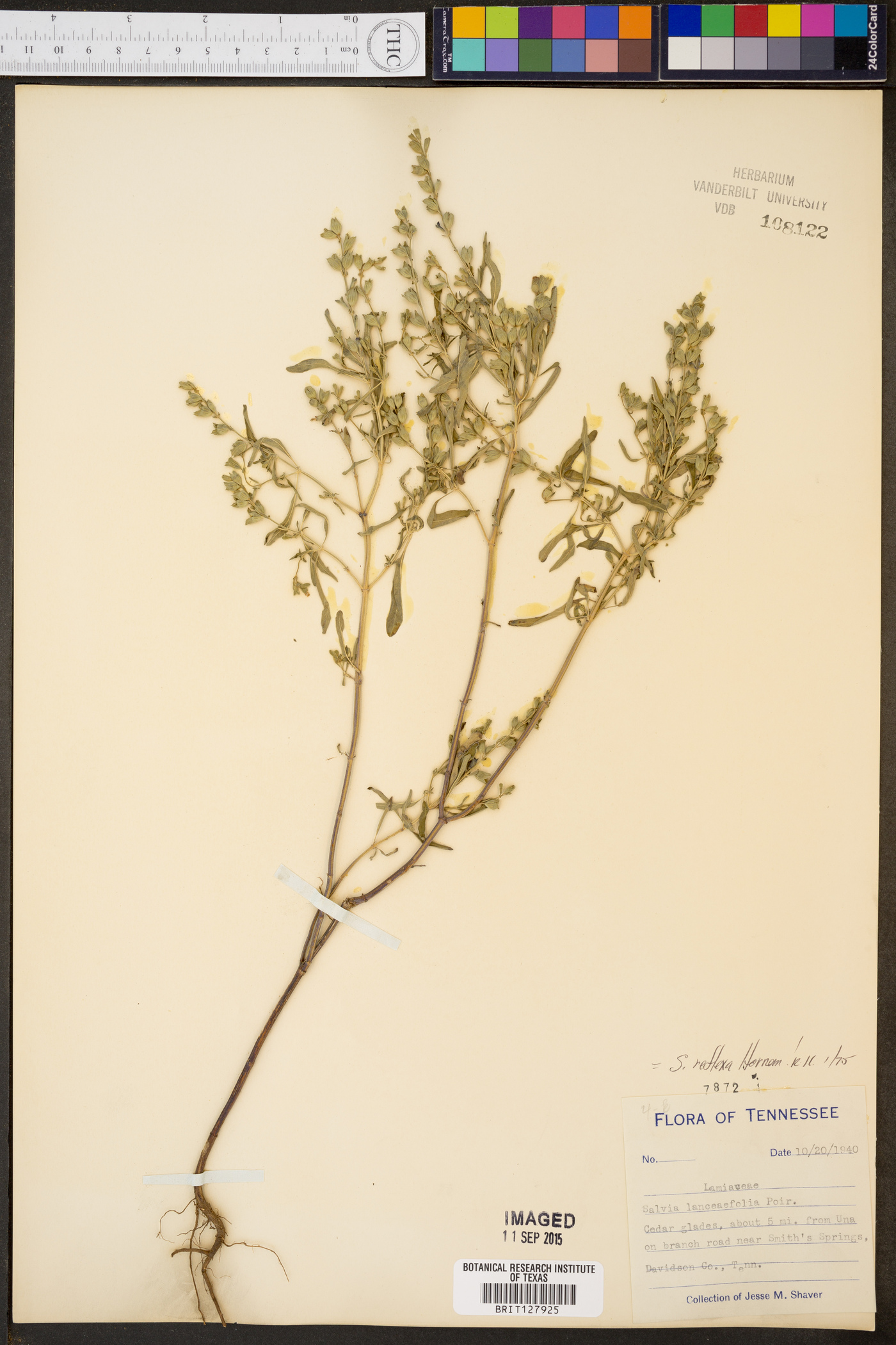 Salvia lanceaefolia image