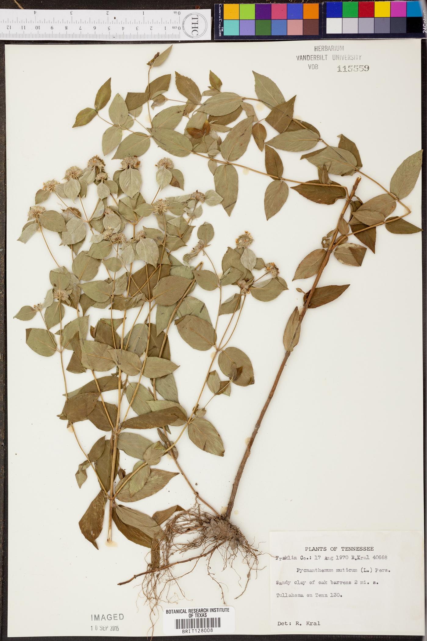 Pycnanthemum muticum image