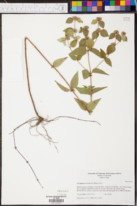 Pycnanthemum muticum image