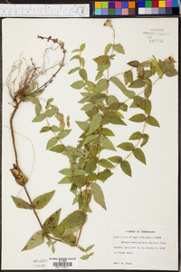 Pycnanthemum muticum image