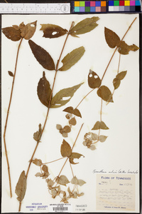 Pycnanthemum muticum image