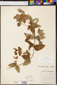 Pycnanthemum muticum image