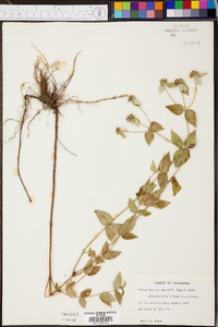 Pycnanthemum muticum image