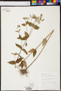 Pycnanthemum muticum image