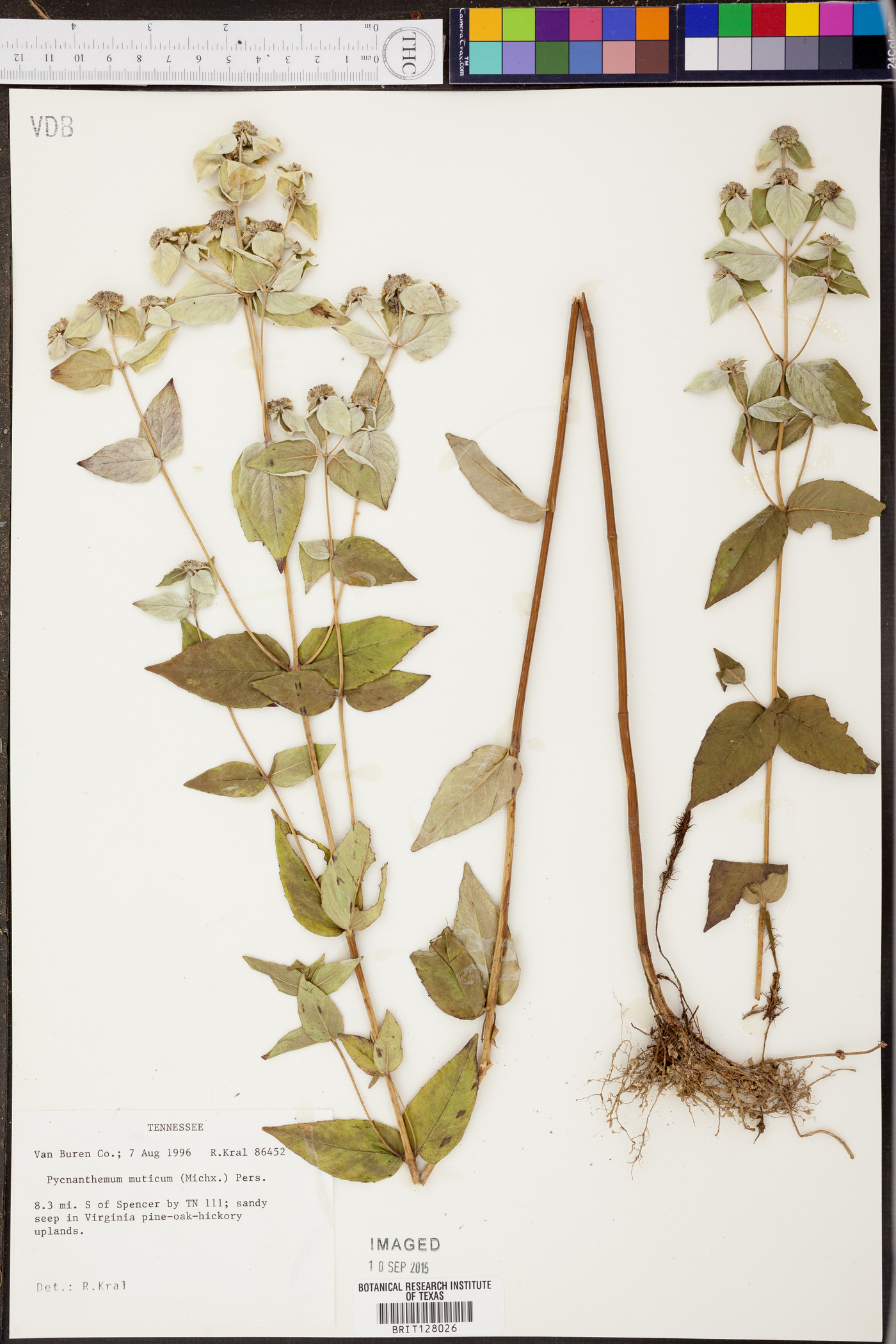 Pycnanthemum muticum image