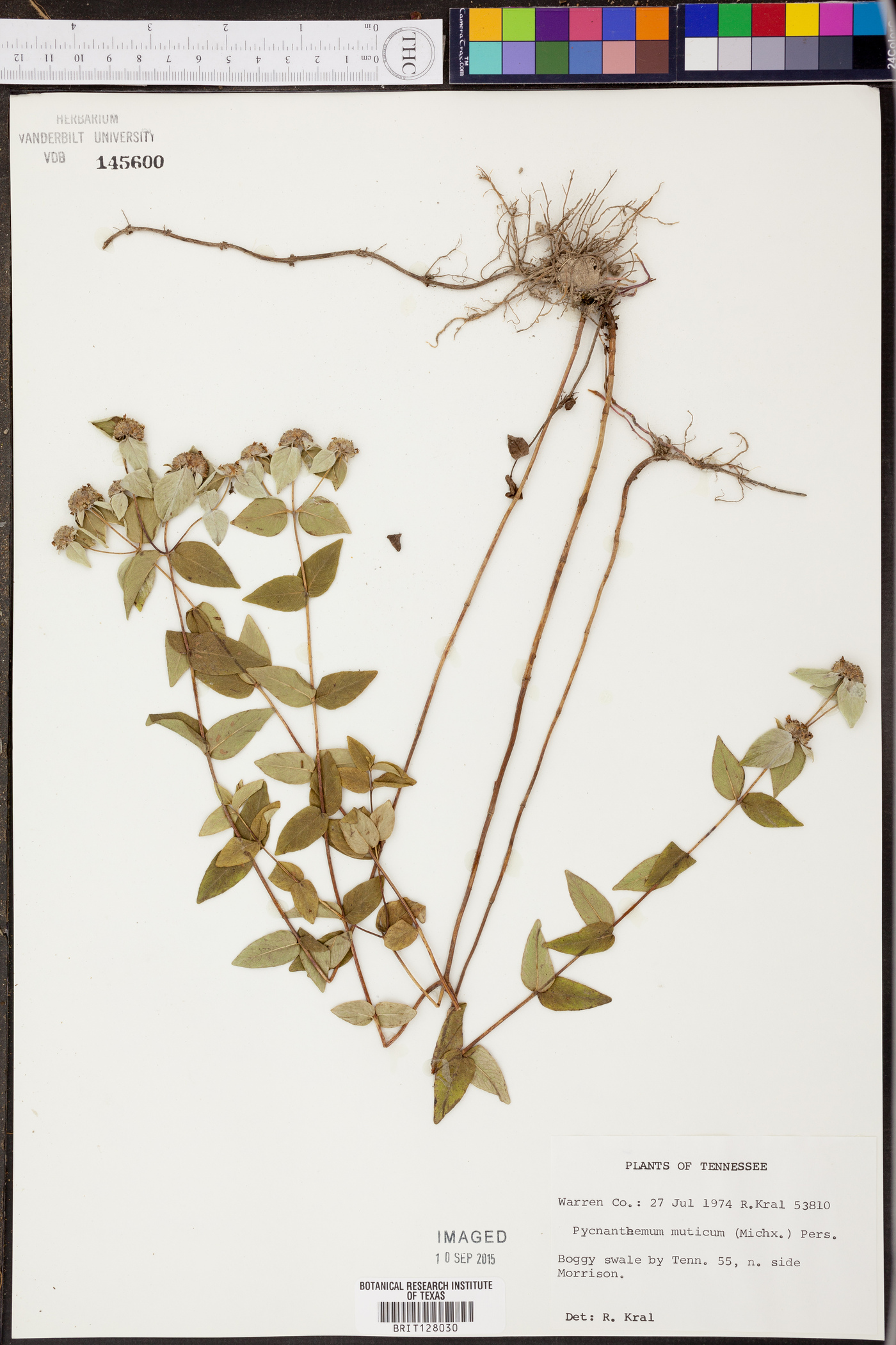 Pycnanthemum muticum image