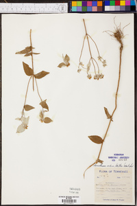 Pycnanthemum muticum image