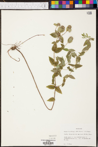 Pycnanthemum muticum image